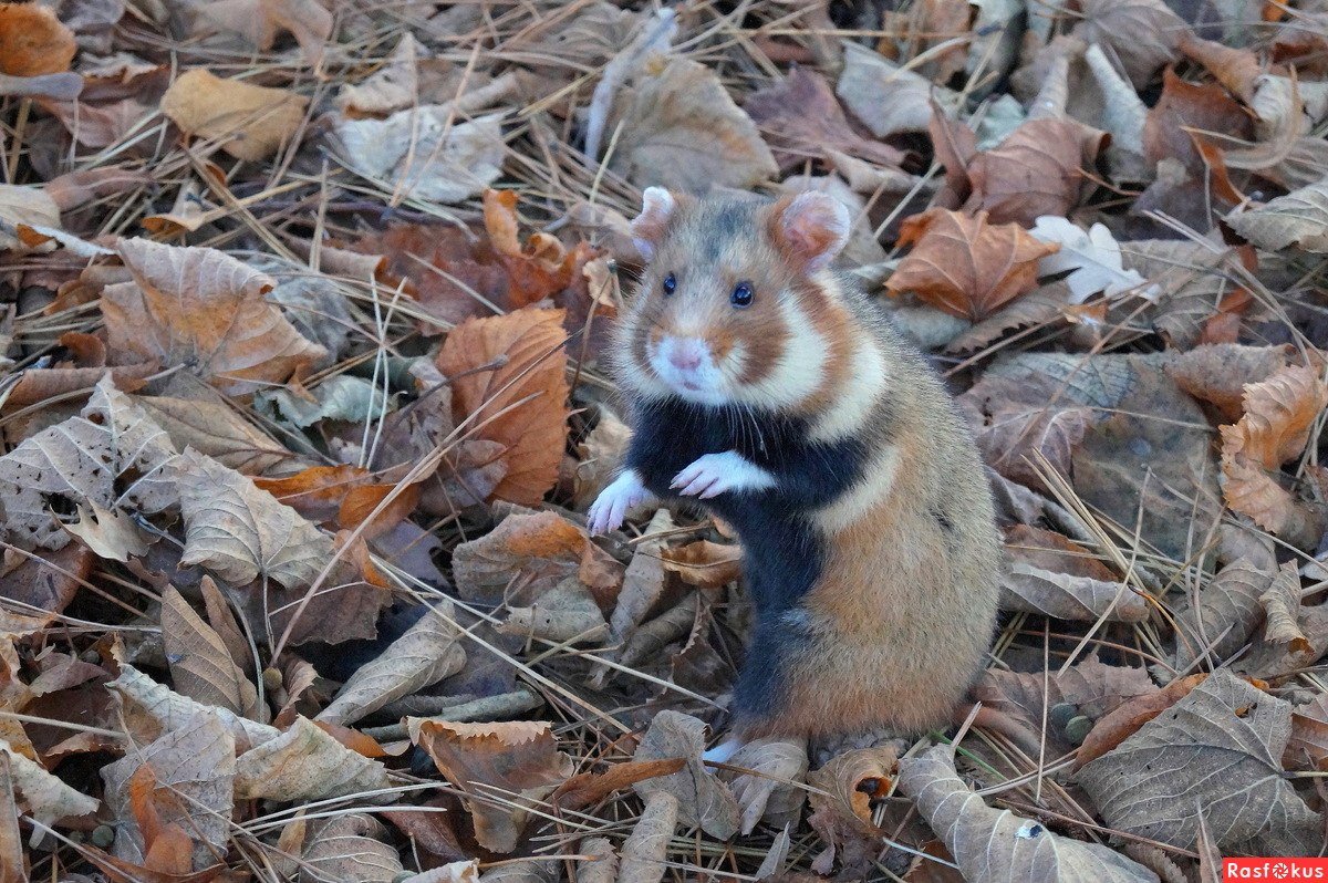 Черный хомяк карбыш