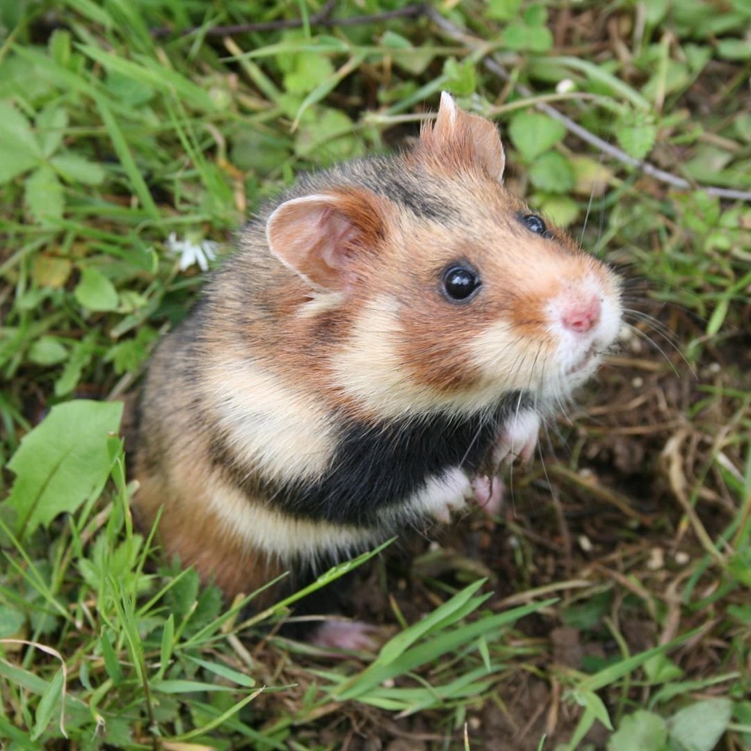 Степной хомяк карбыш