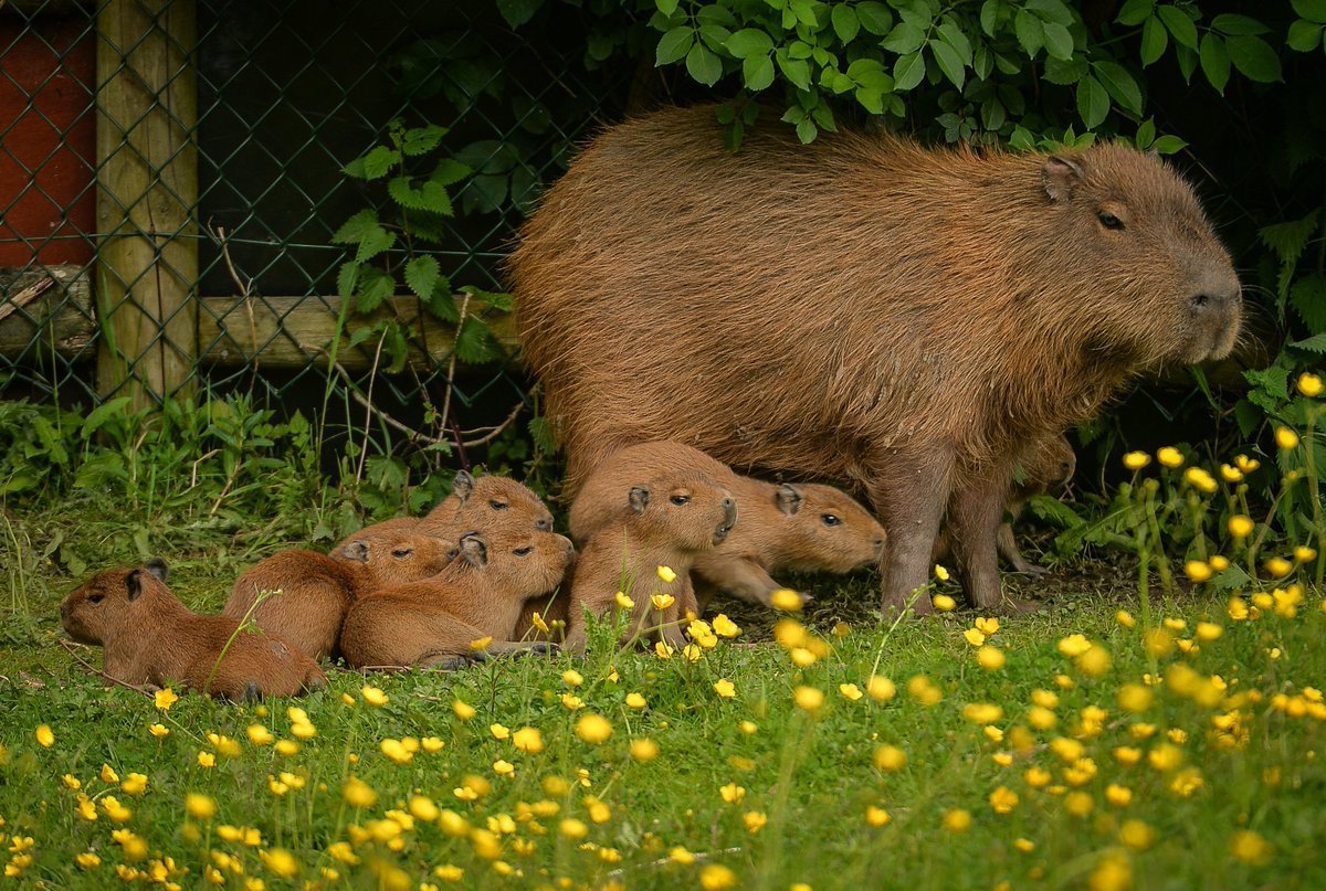 Карликовая капибара