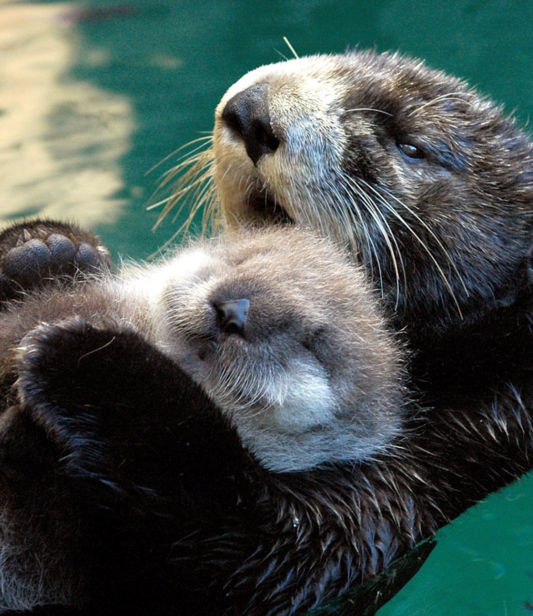 Камчатский калан