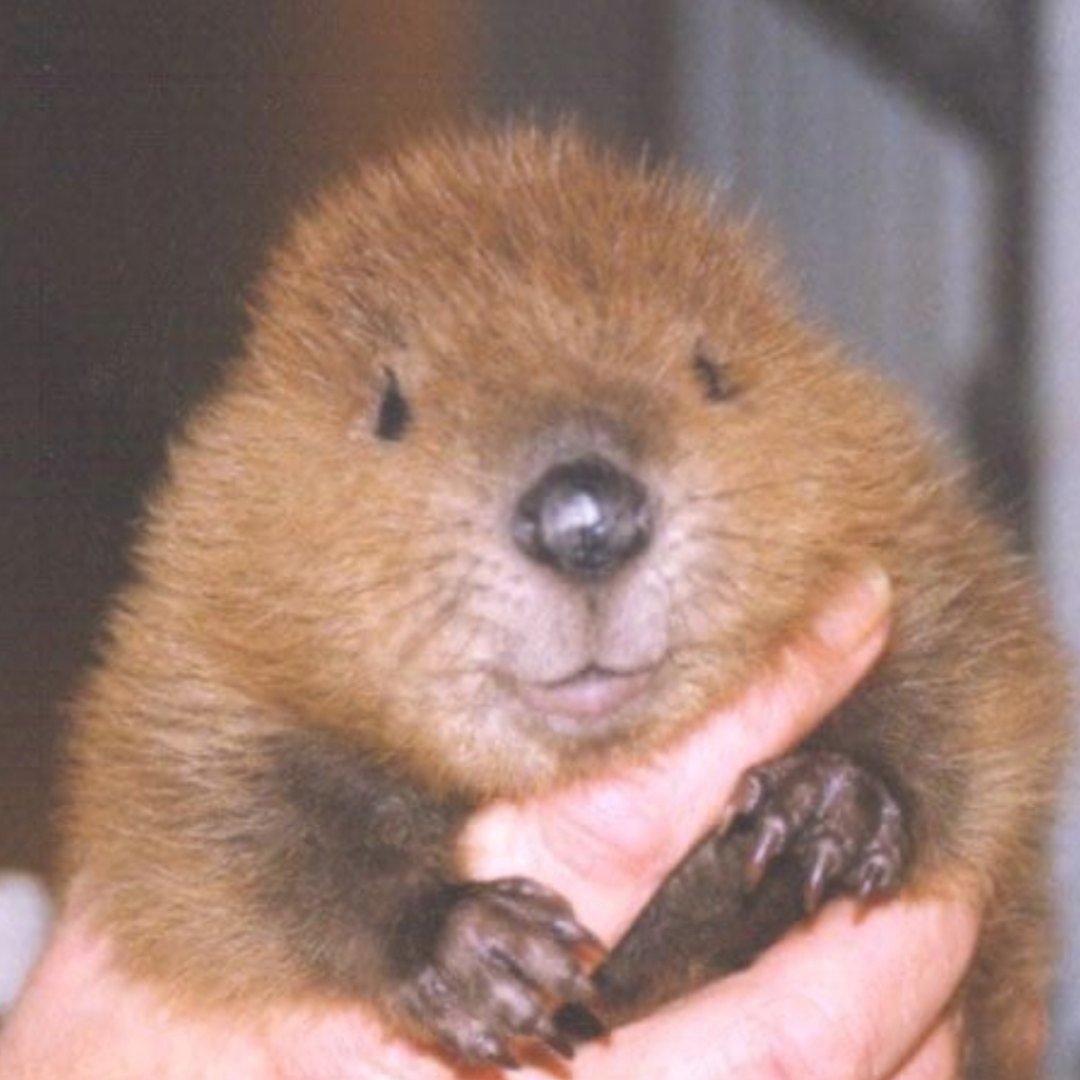 Милый маленький Бобренок