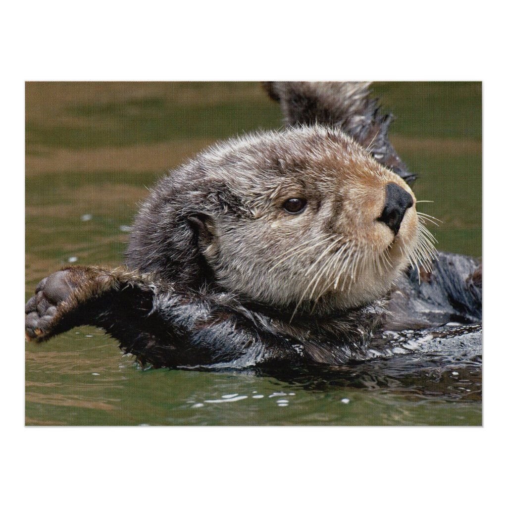 Спасибо выдра