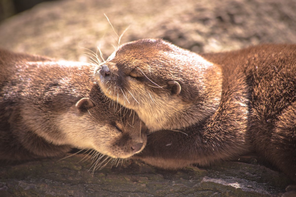 Кавказская выдра Lutra Lutra meridionallis