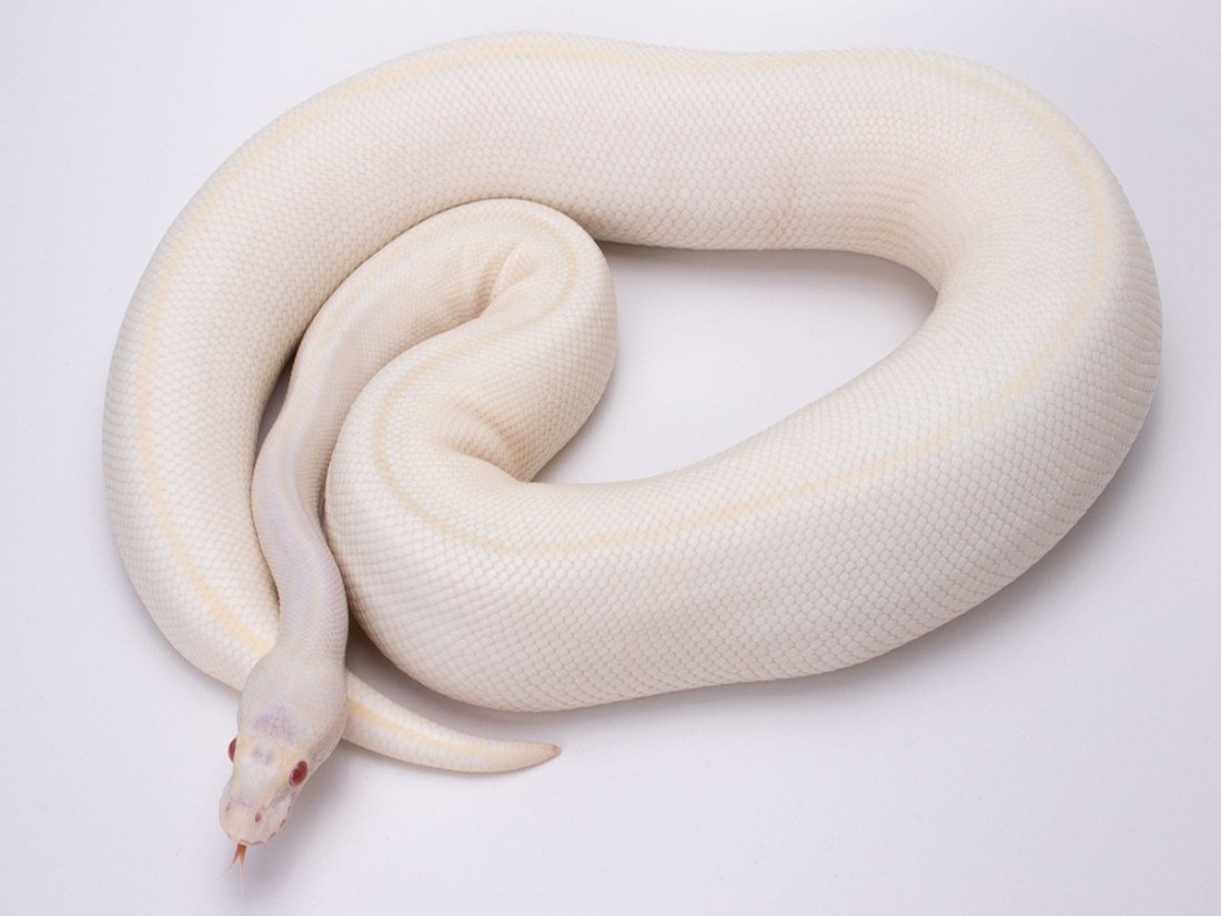 Питон Королевский и Императорский