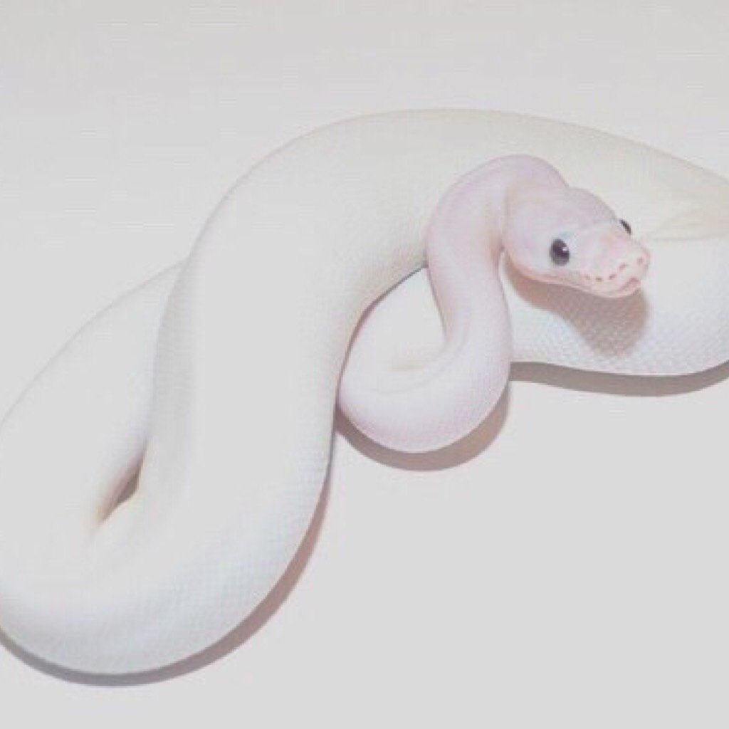 МОРФА королевского питона fier lesser