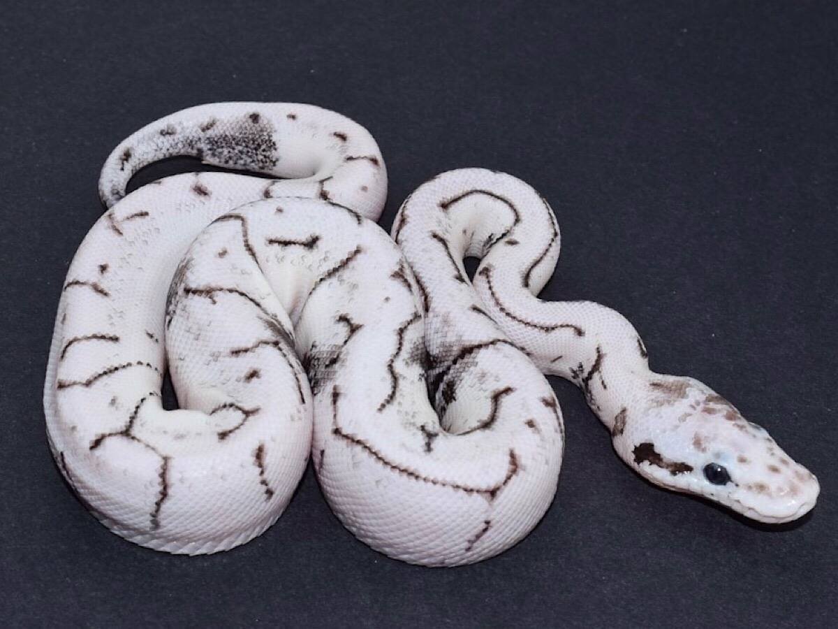 Королевский питон леуцист