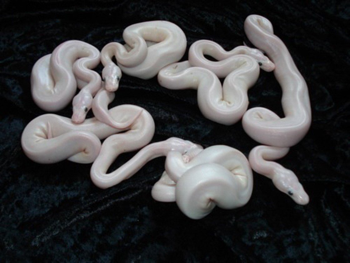 Крокодил Дениска сафари парк Геленджик крокодил