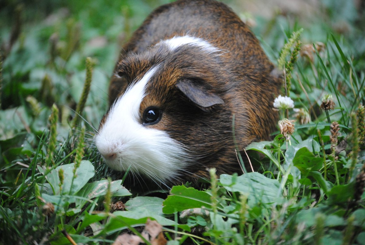 Cavia для морских свинок