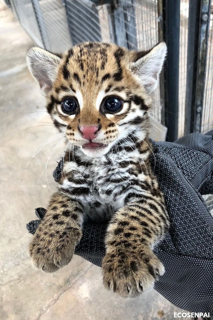 Кошки породы Оцелот