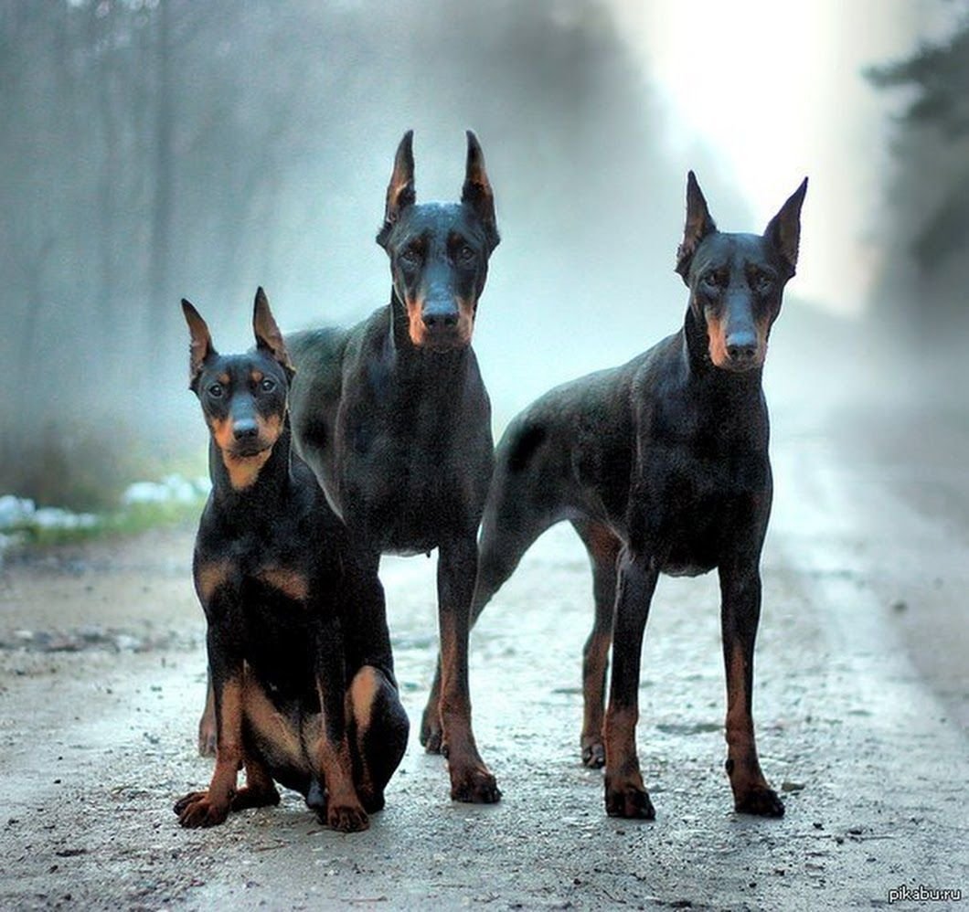 Собака Доберман