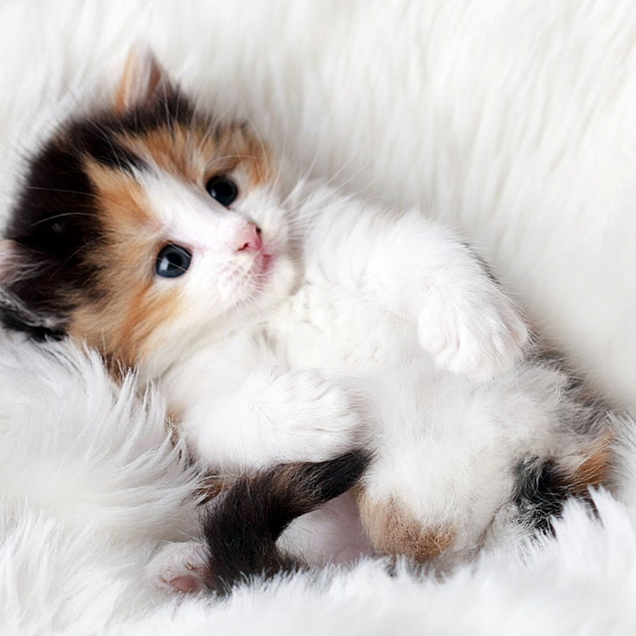 Кошки маленькие