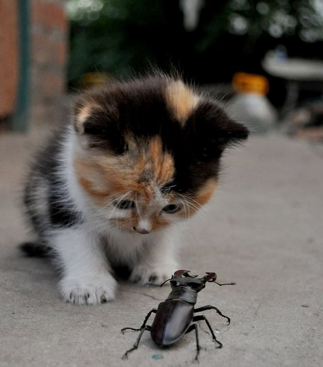 Милые кошечки