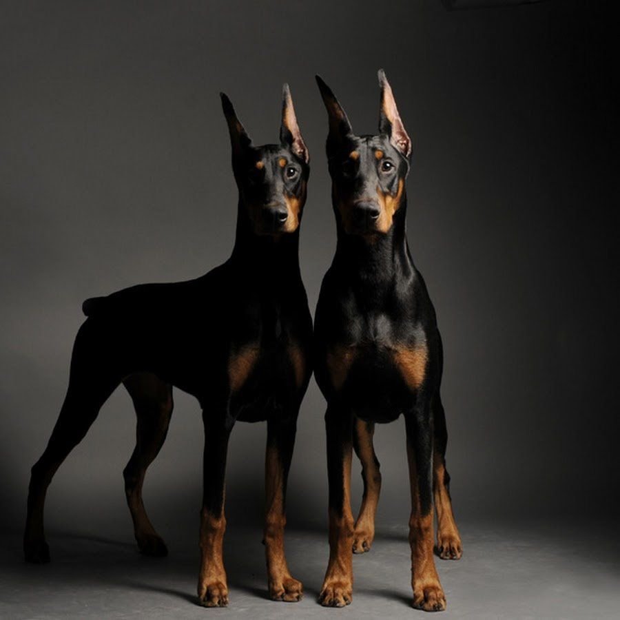 Собака Доберман