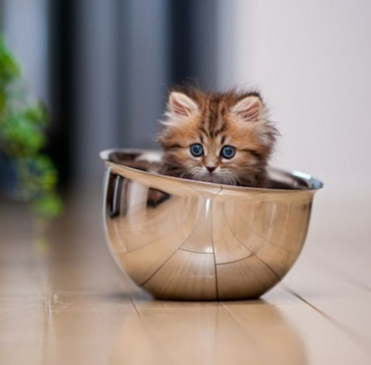 Котенок в чашке