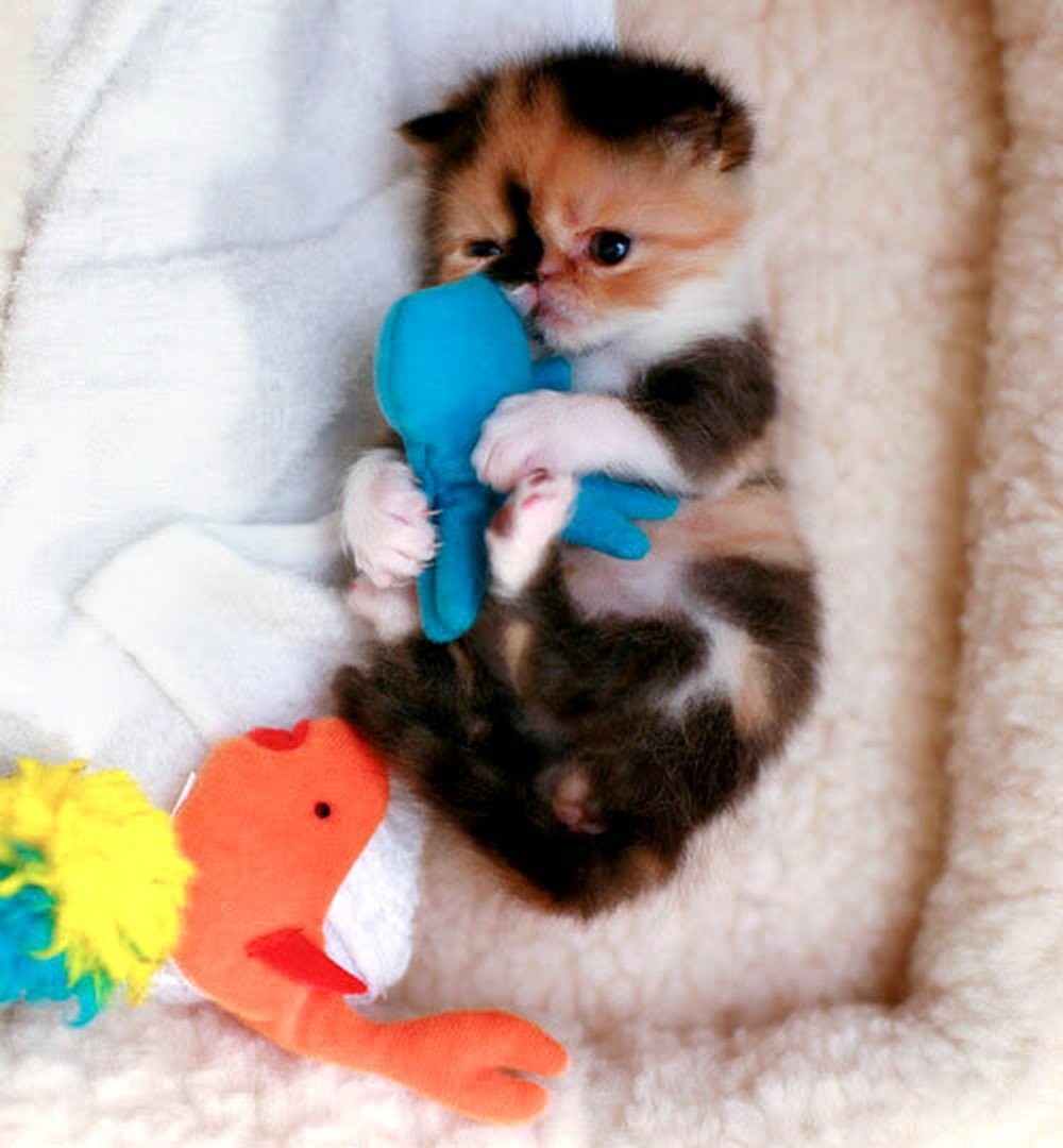 Кошки маленькие