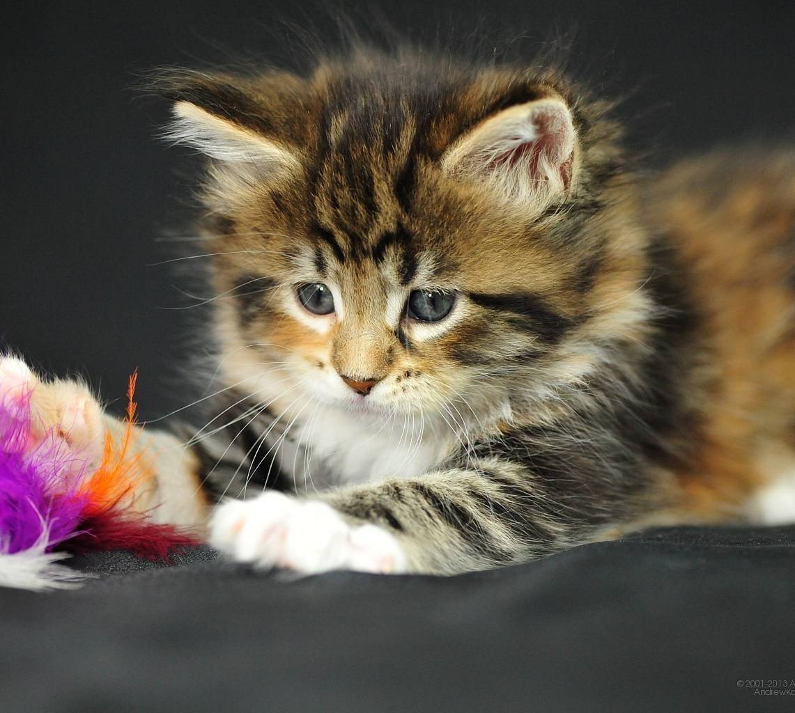 Котенок с бантиком на голове