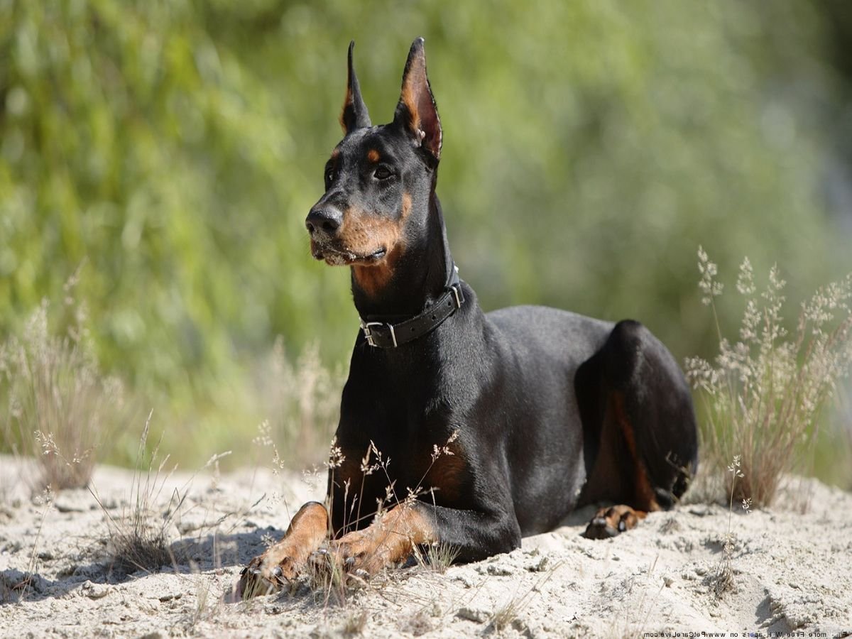 Королевский Доберман