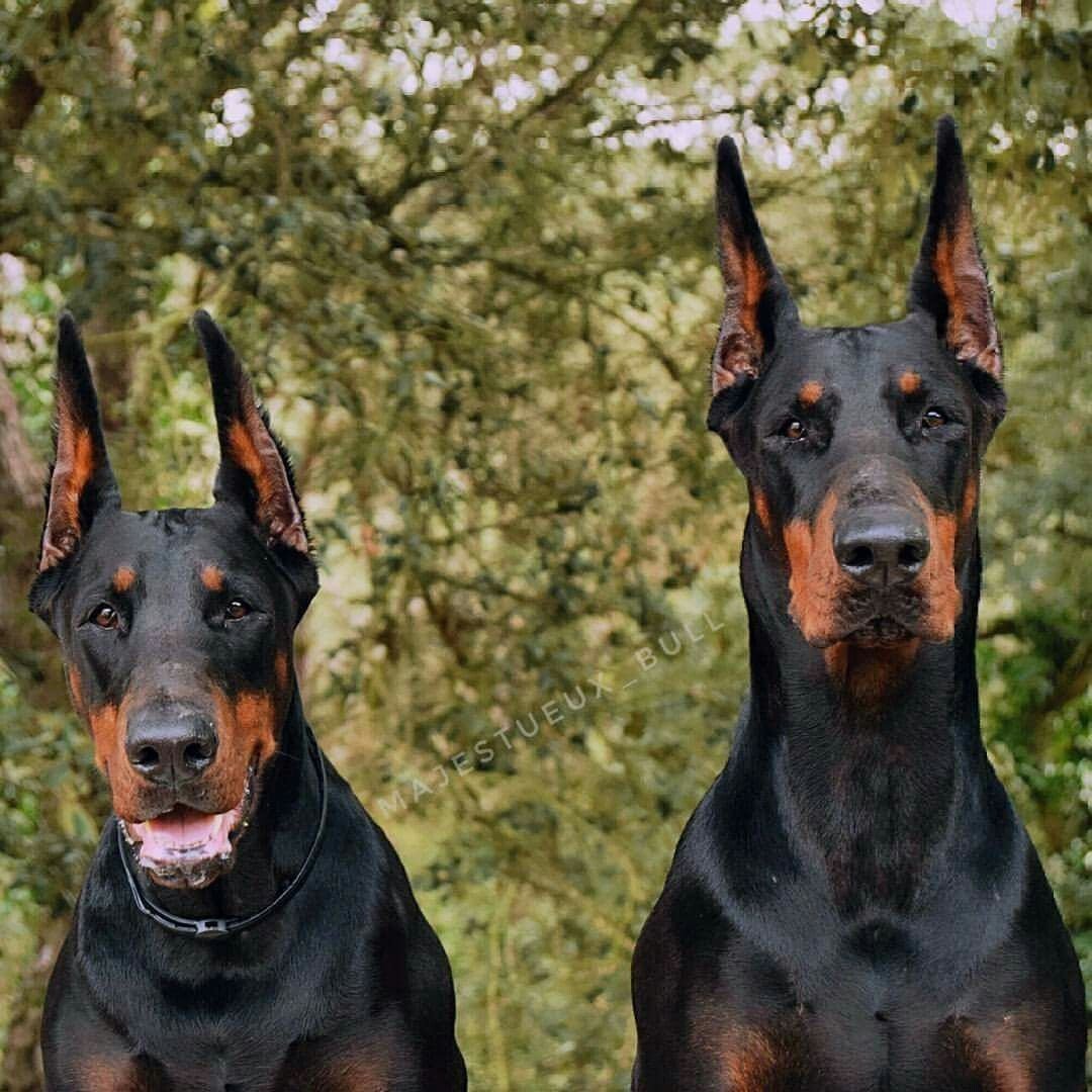 Доберман владыка рашины