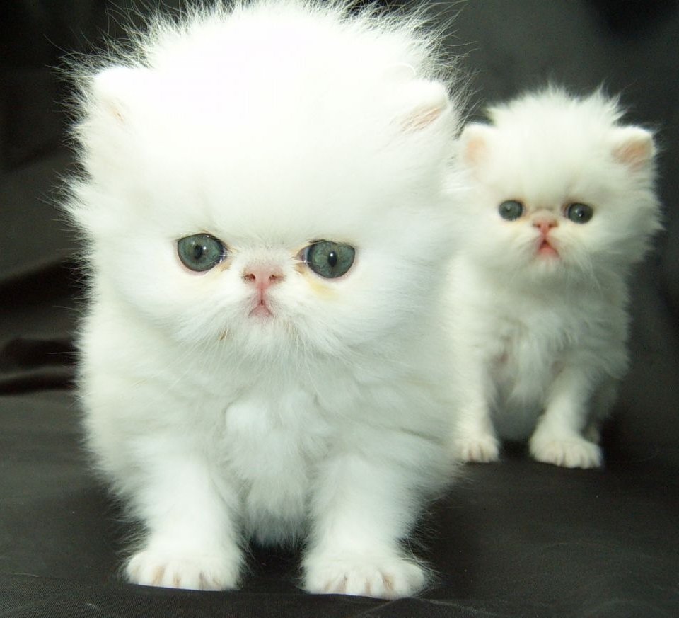 Самая маленькая кошечка в мире