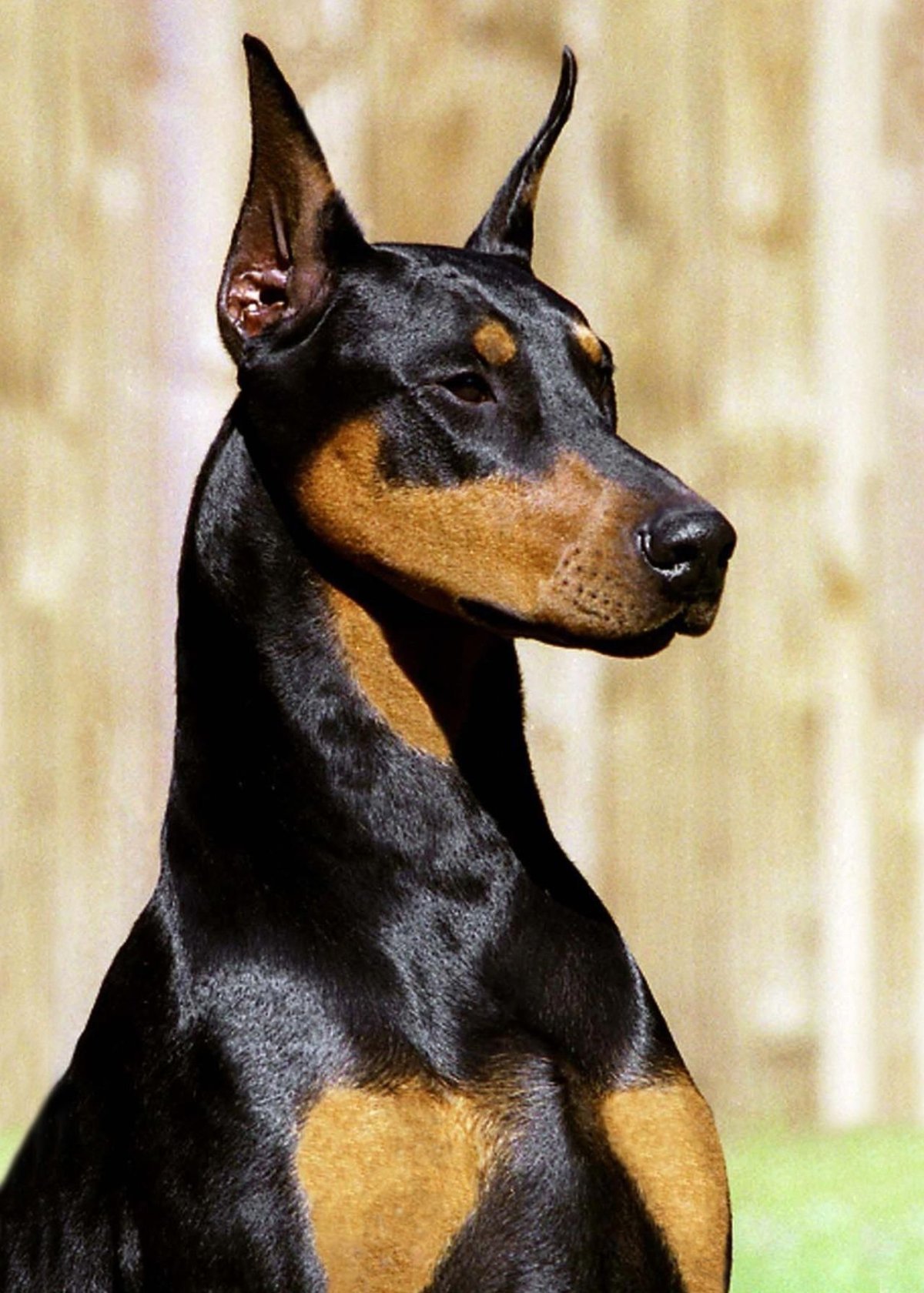 Черная собака с острыми ушами - 78 фото