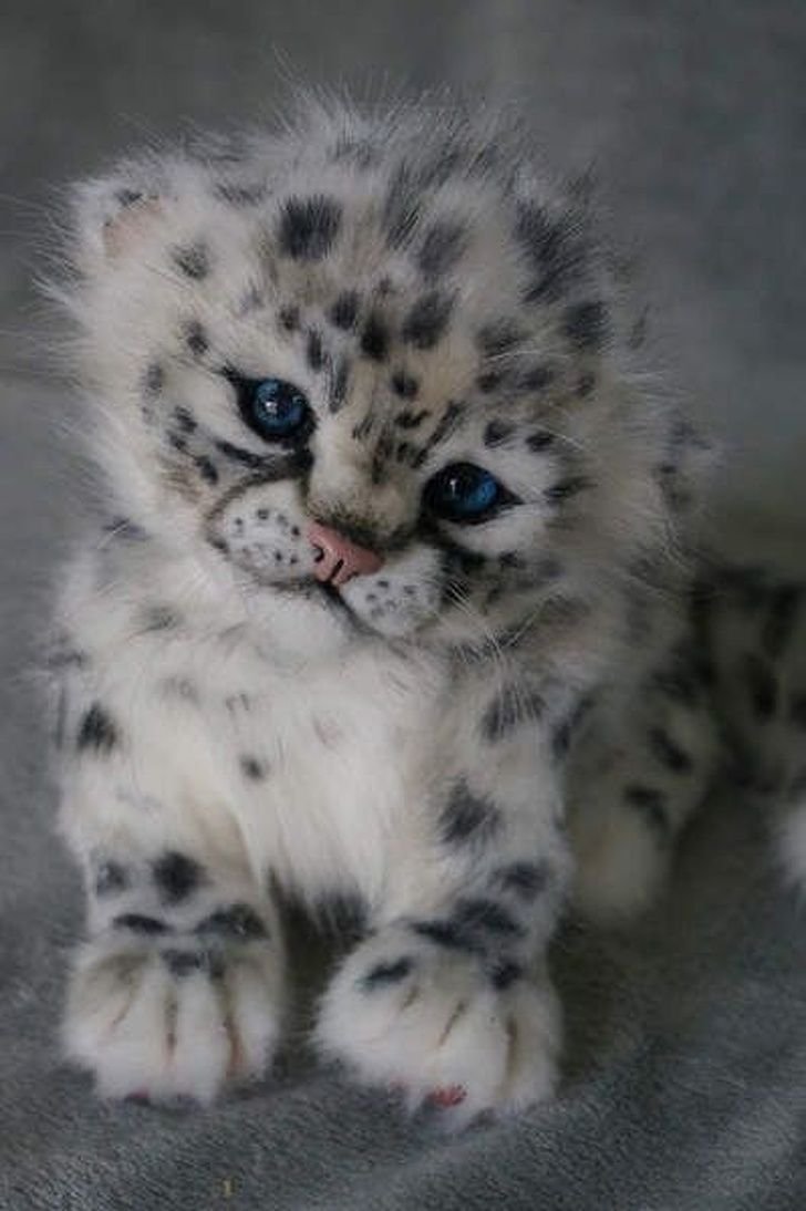 Пушистые котята