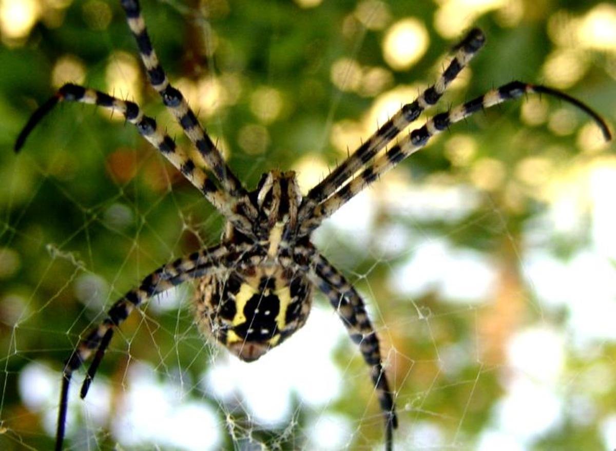 Паук Королевский Phidippus Regius