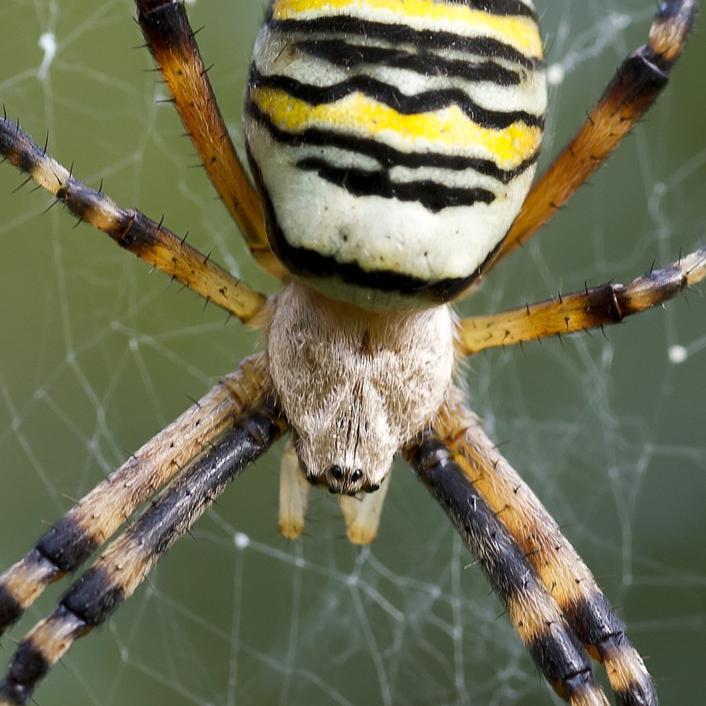 Аргиопа Брюнниха (паук-Оса)