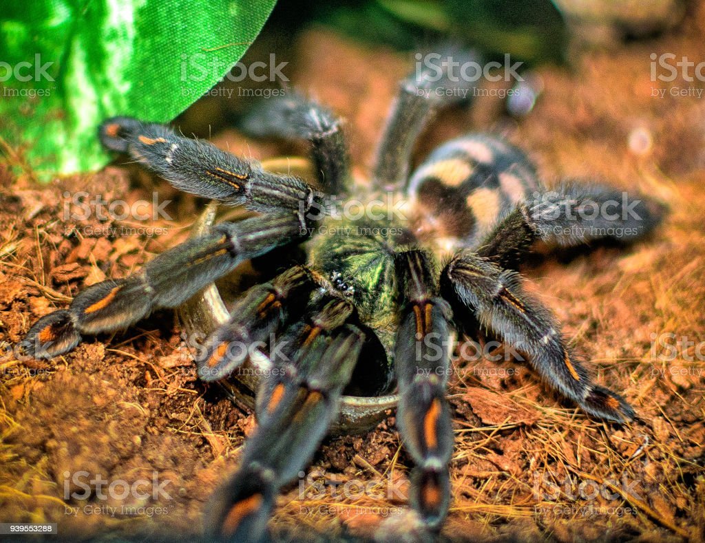 Лохматый паук