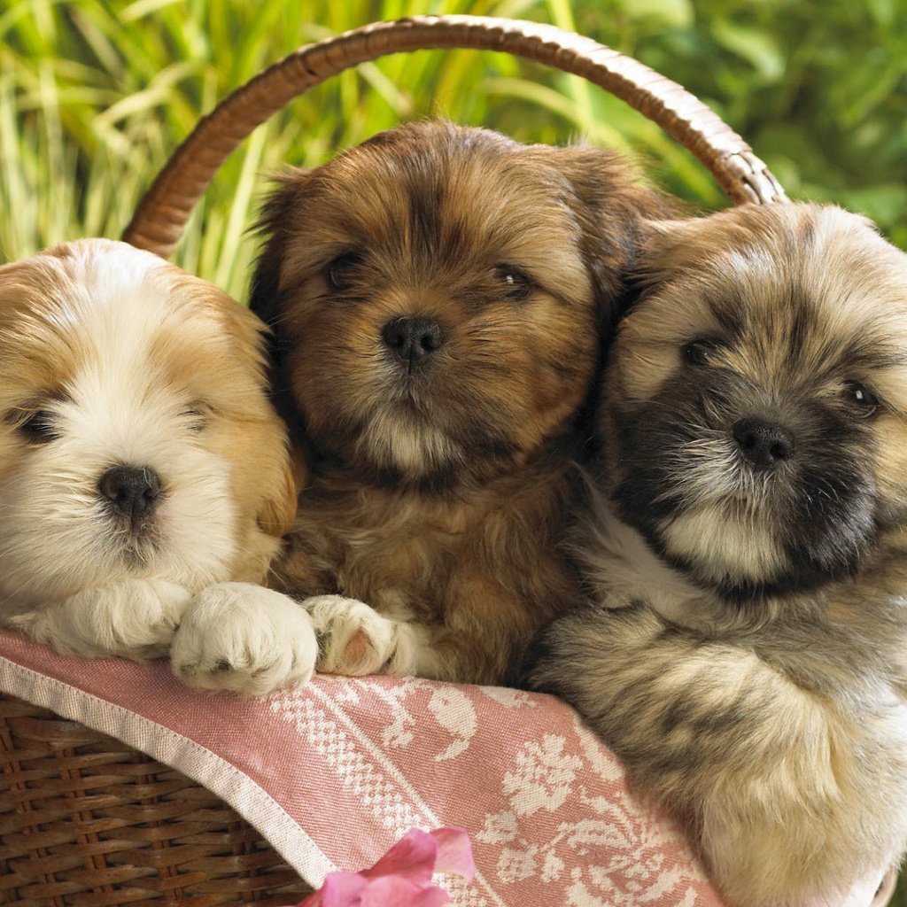 Много собак