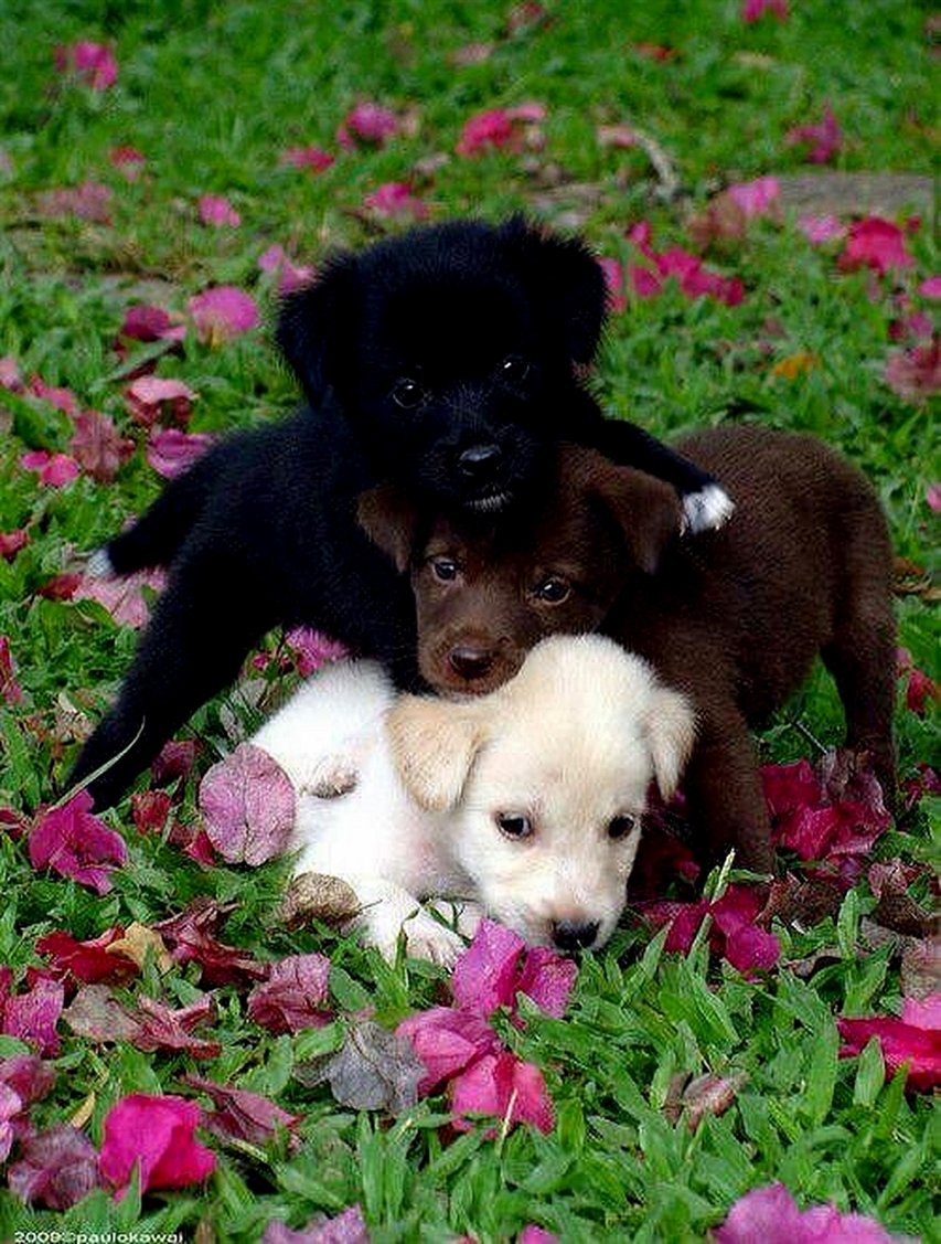 Много щенков