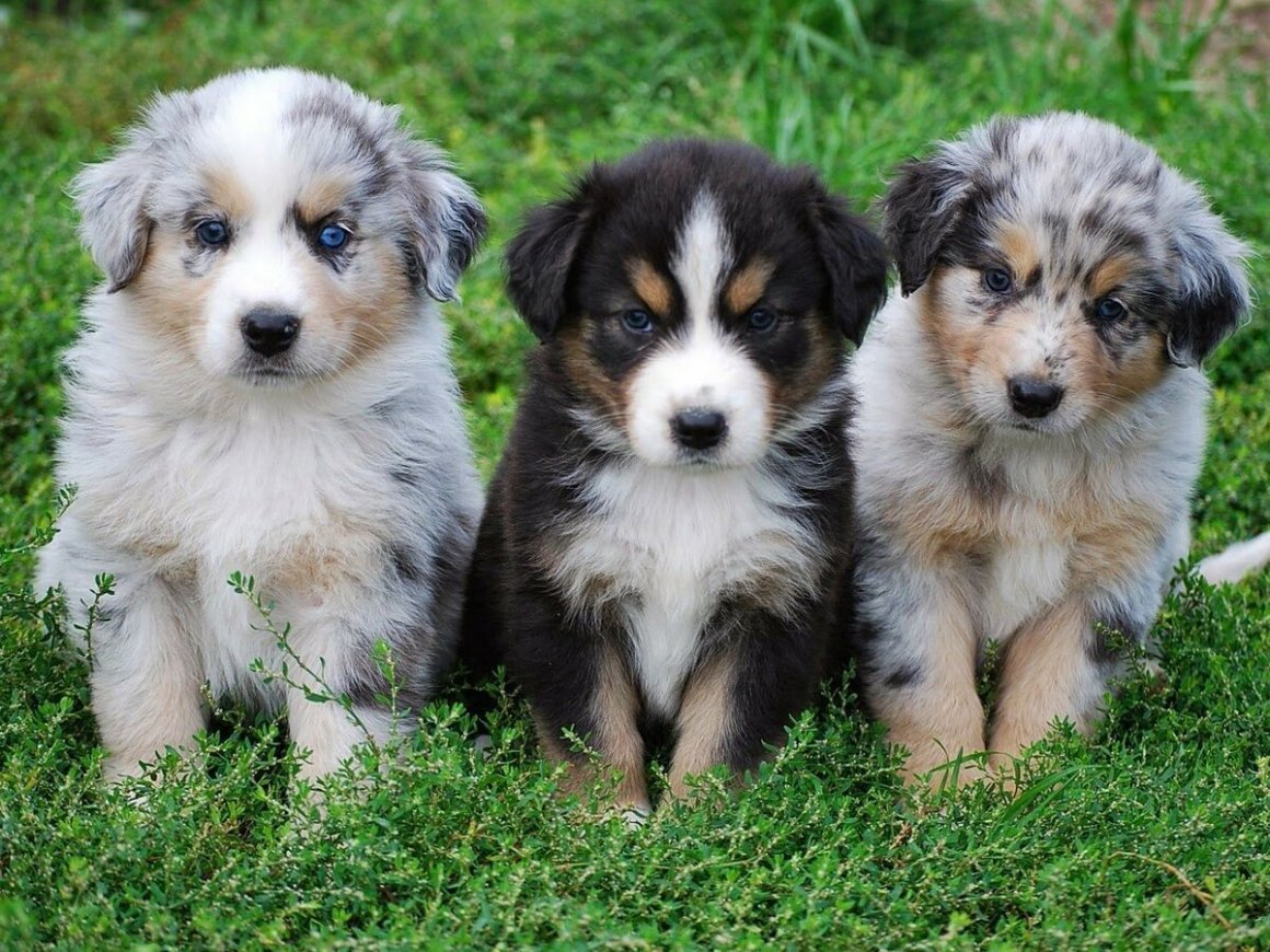 Собаки породы далматинец