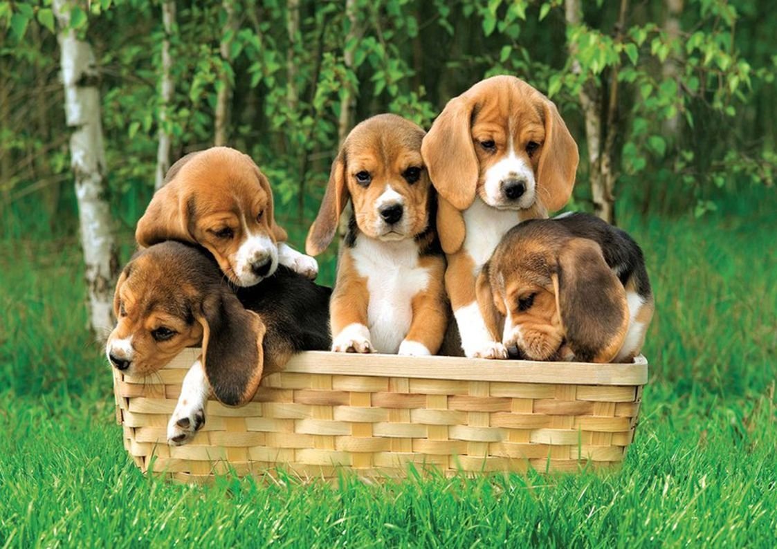 Разные породы собак