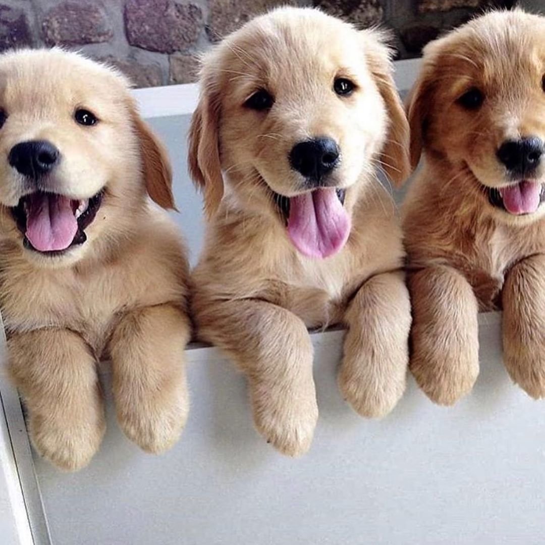 Милые собачки