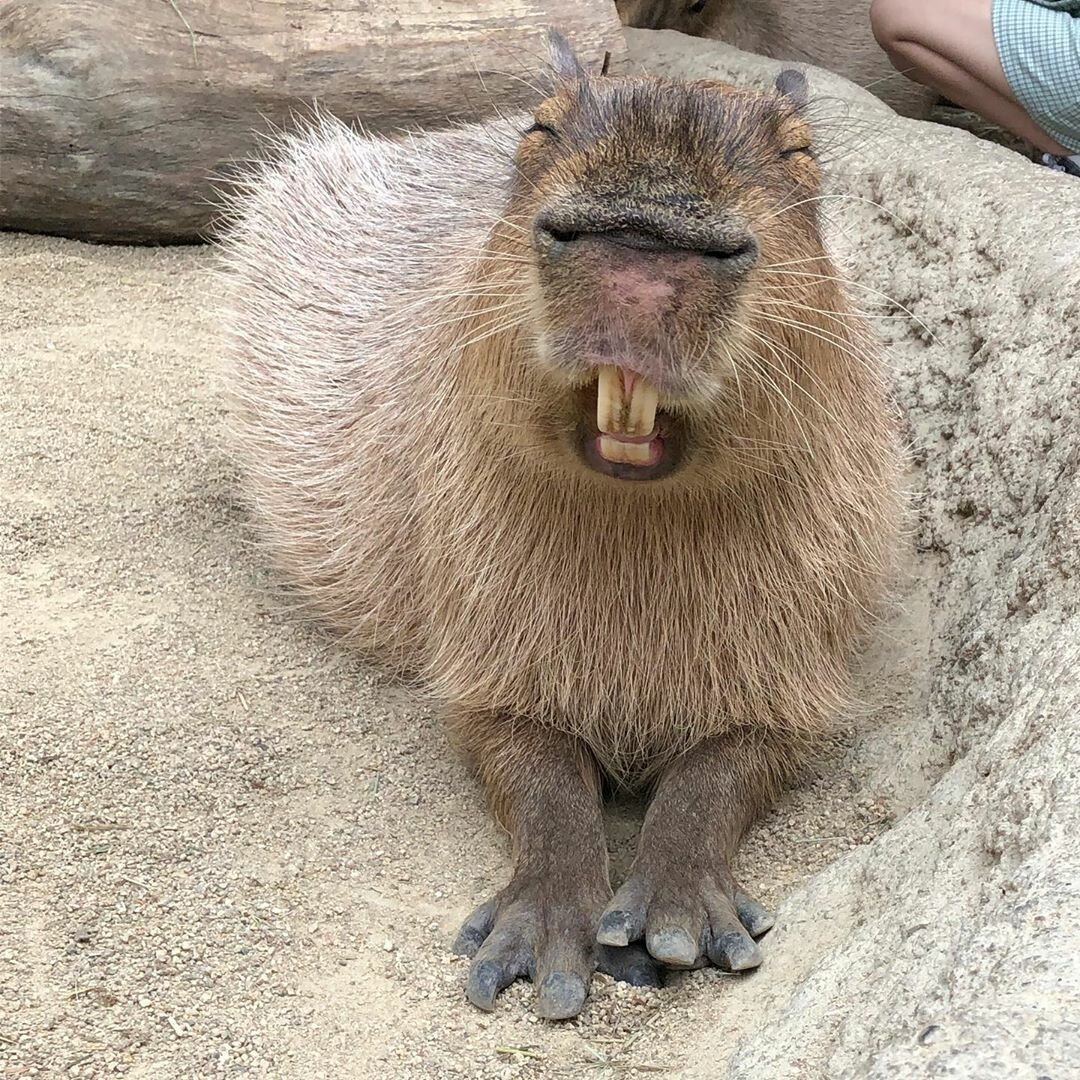 Милый бобер