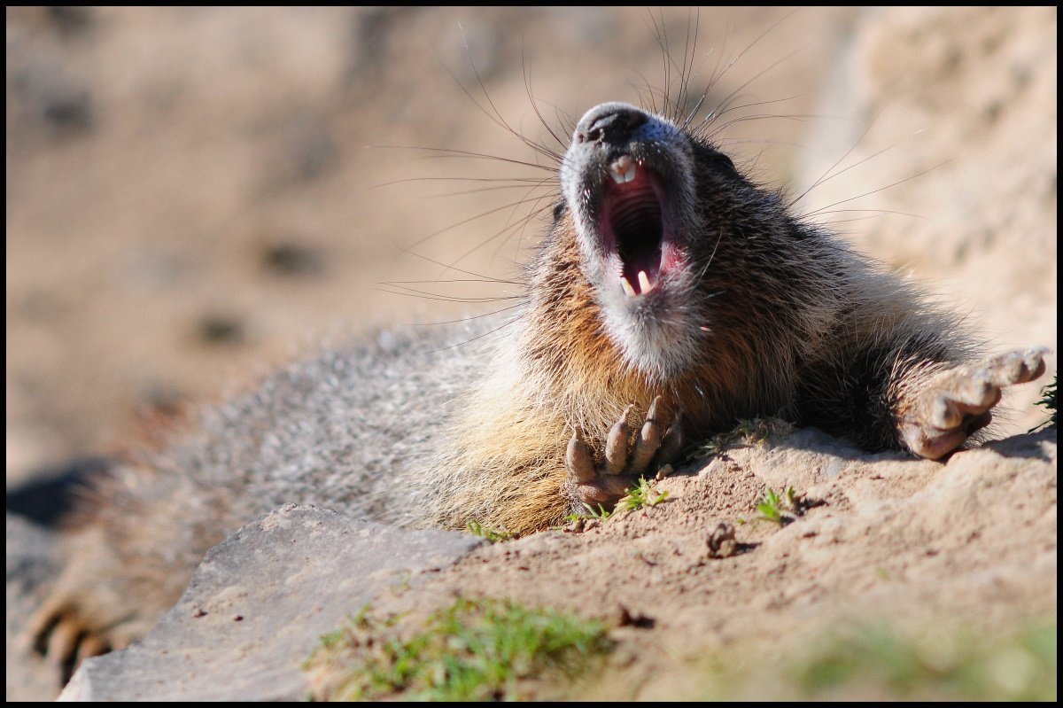 Сурок-Байбак Мем