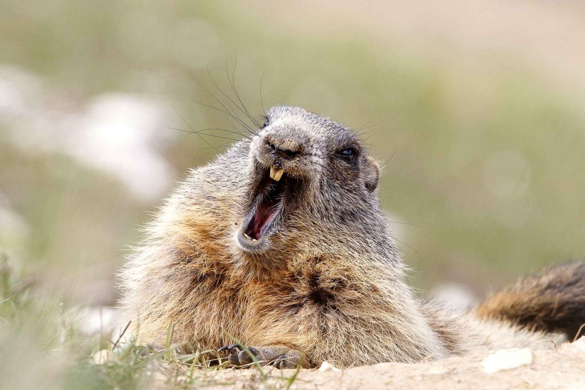 Канадский Бобр (Castor canadensis)