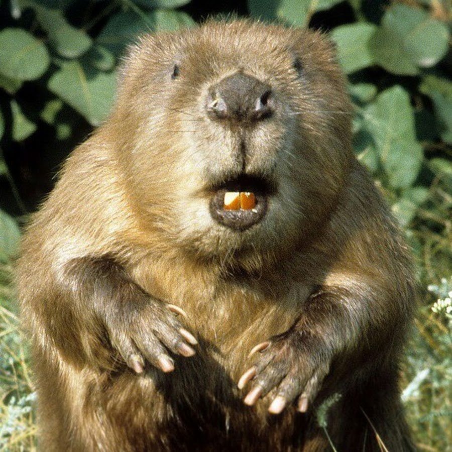 Болотная бобриха