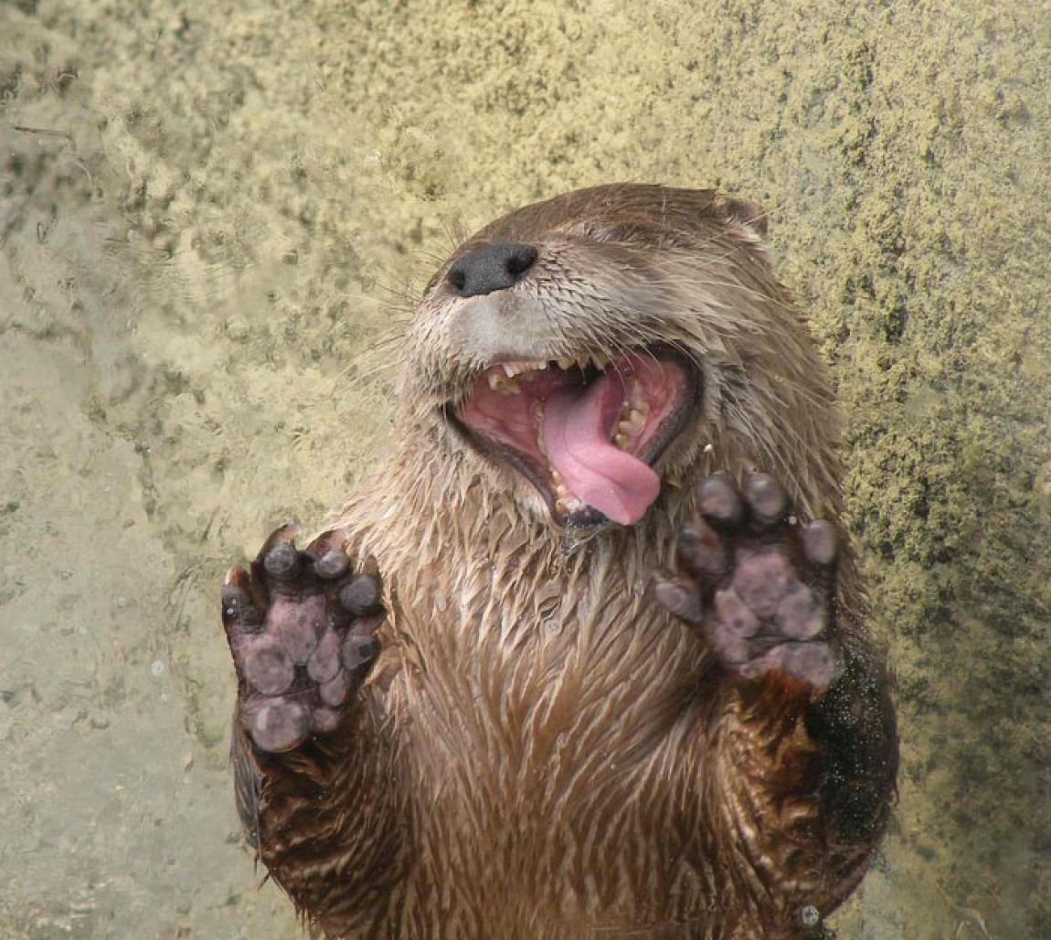 Милые бобры