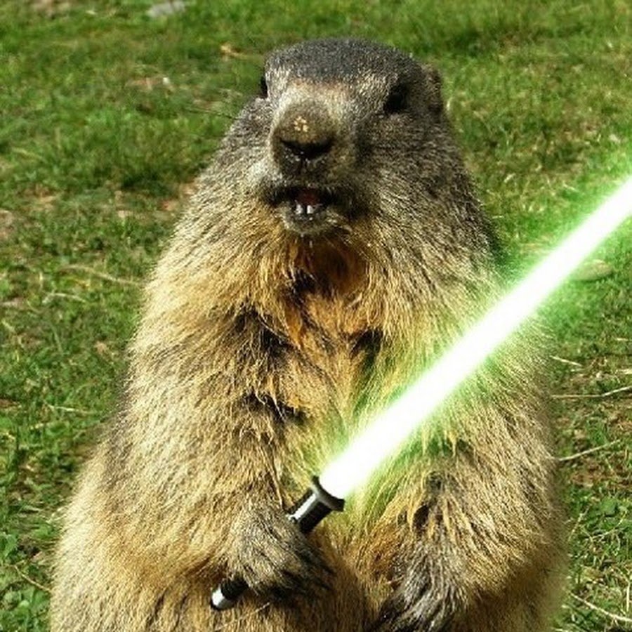 Обыкновенный Бобр