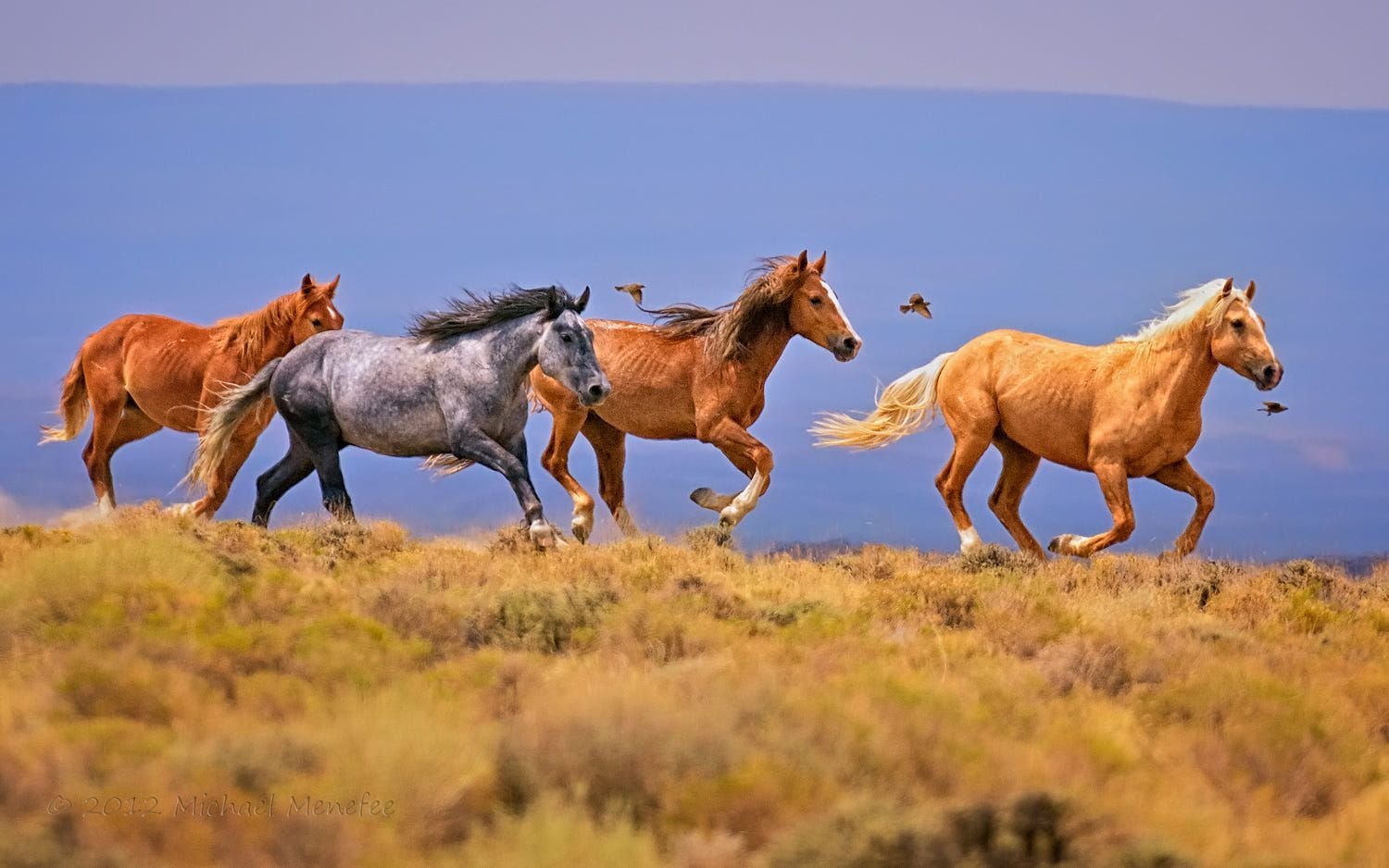 Дикие лошади Мустанги в дикой природе