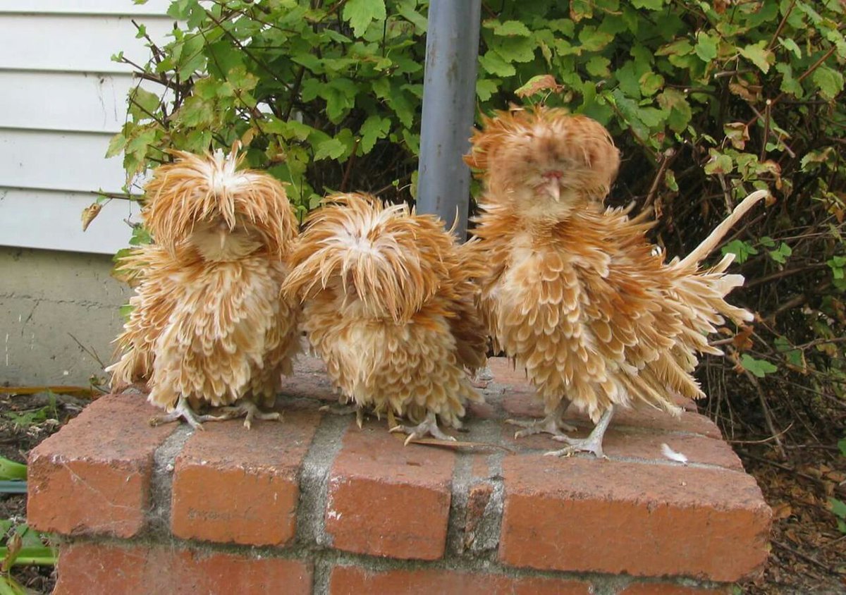 Курочка с прической