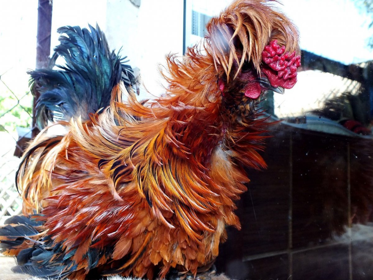 Падуан белый