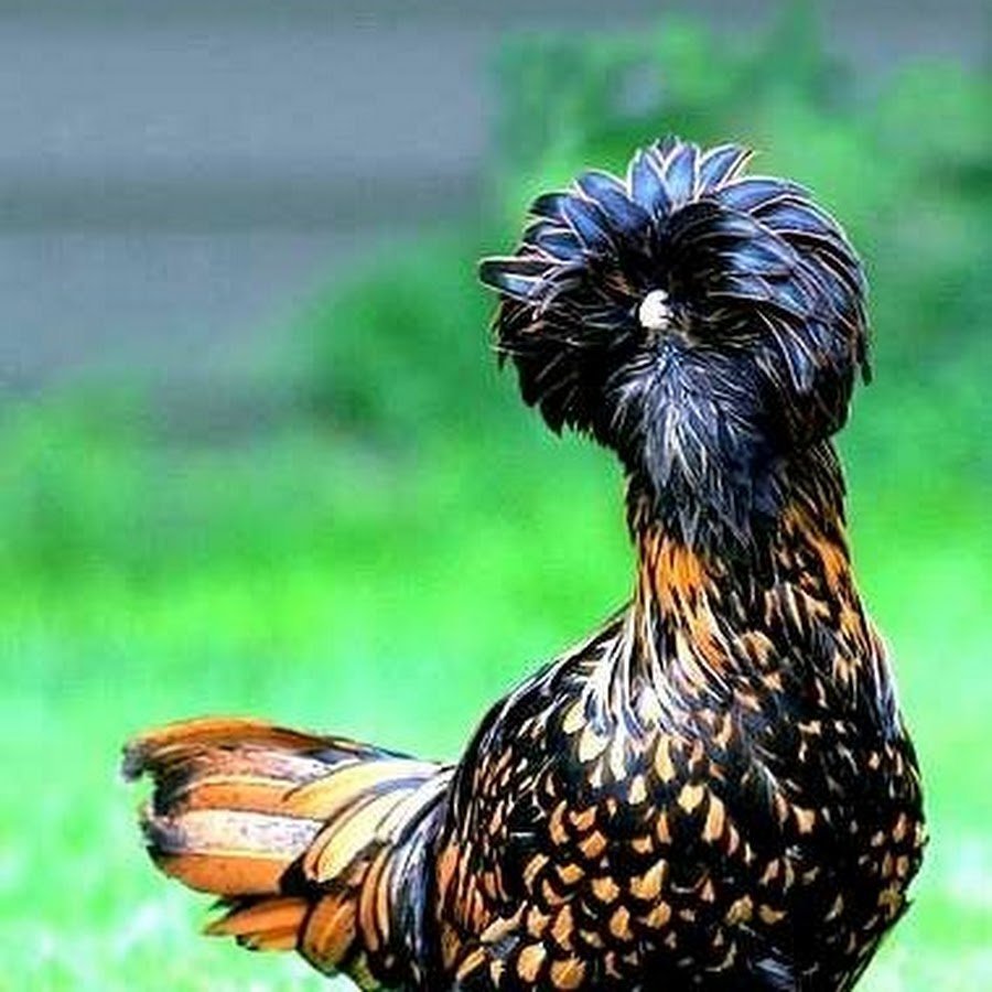 Куры породы падуан