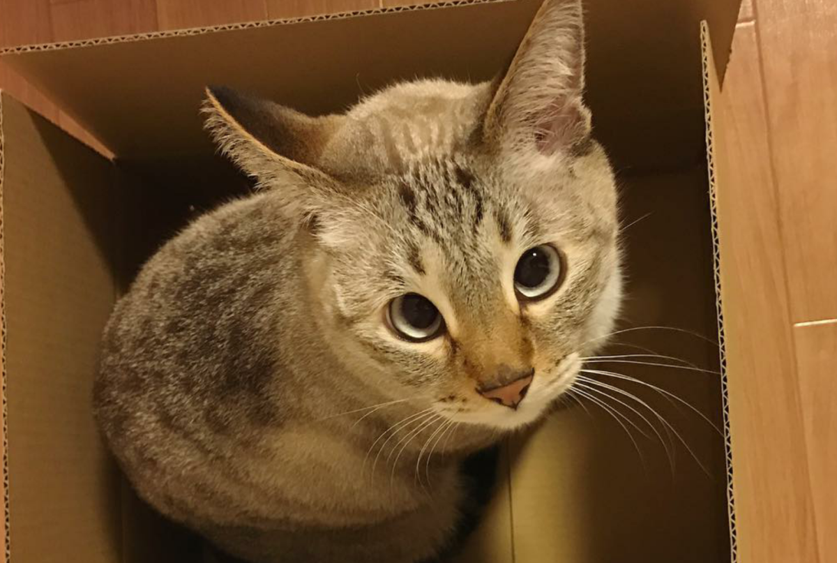 Косоглазый кот