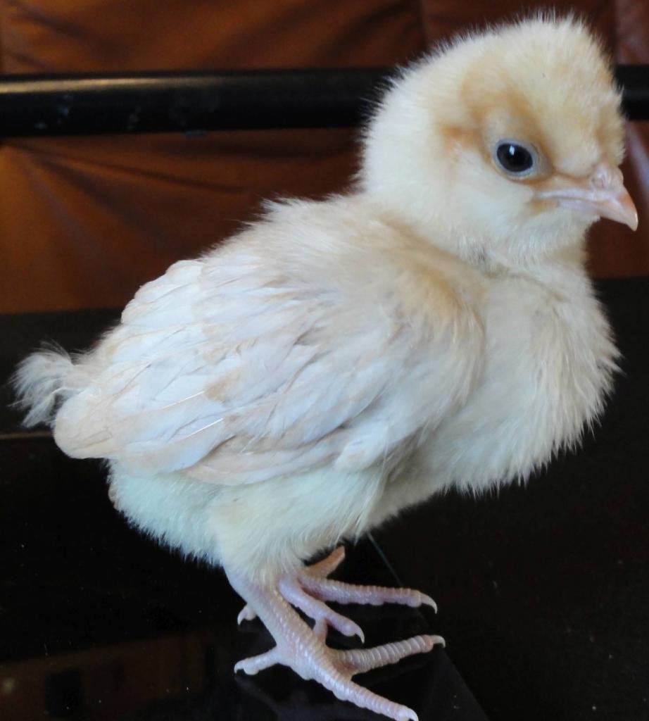 Брама гигант порода