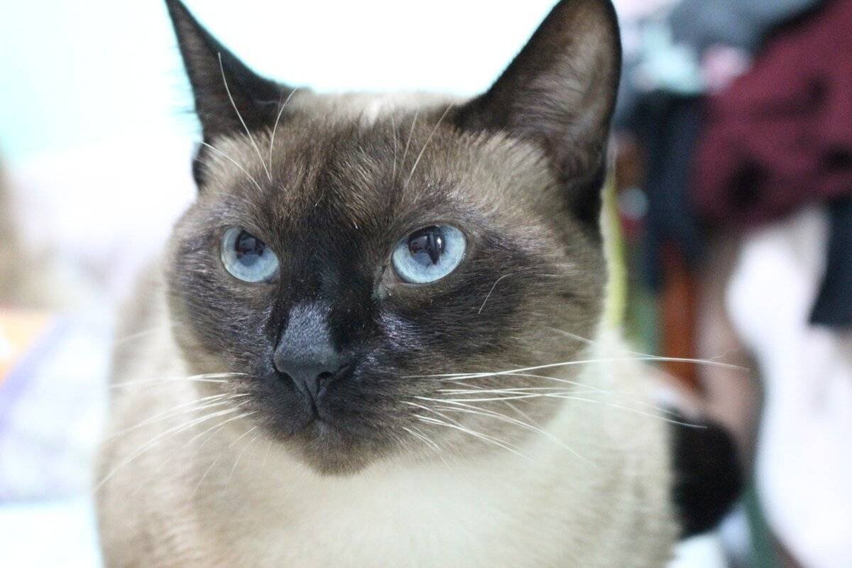Шотландская вислоухая кошка