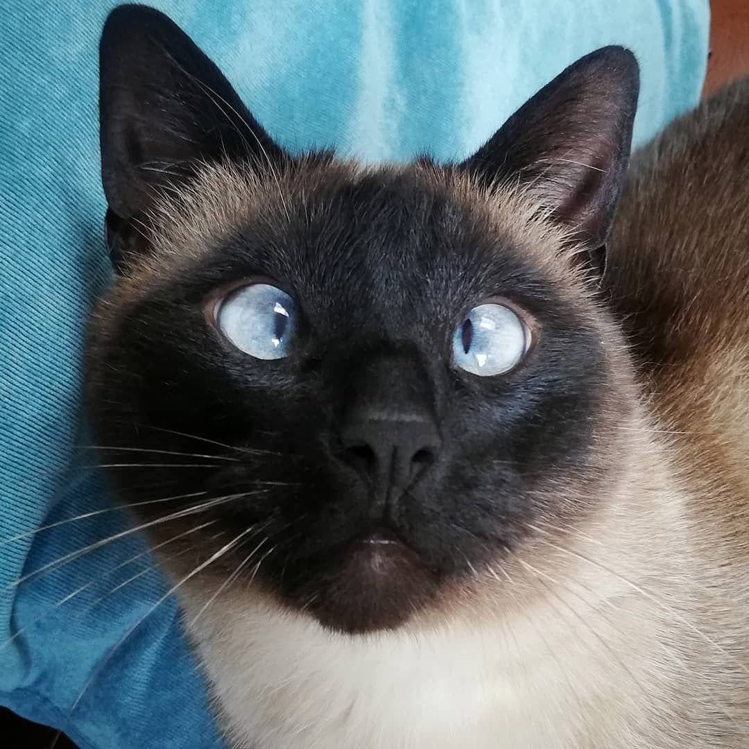 Кошачья мордочка