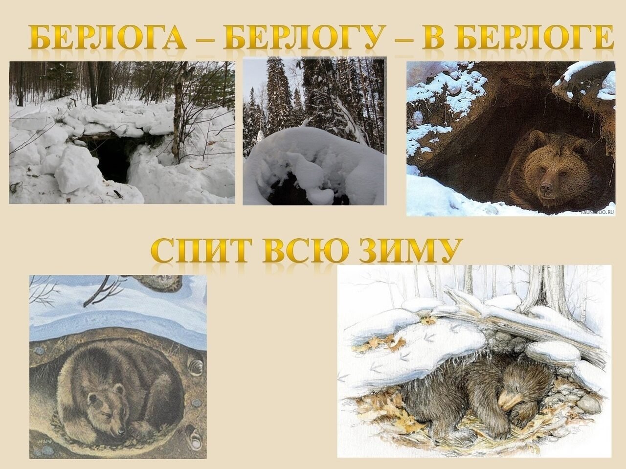 Зимняя спячка является явлением живой природы. Как выглядит Берлога медведя. Медведь готовится к зиме. Медведь зимой в берлоге. Подготовка зверей к зиме.