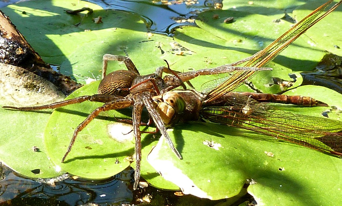 Как правильно насаживать наживку на крючок в картинках
