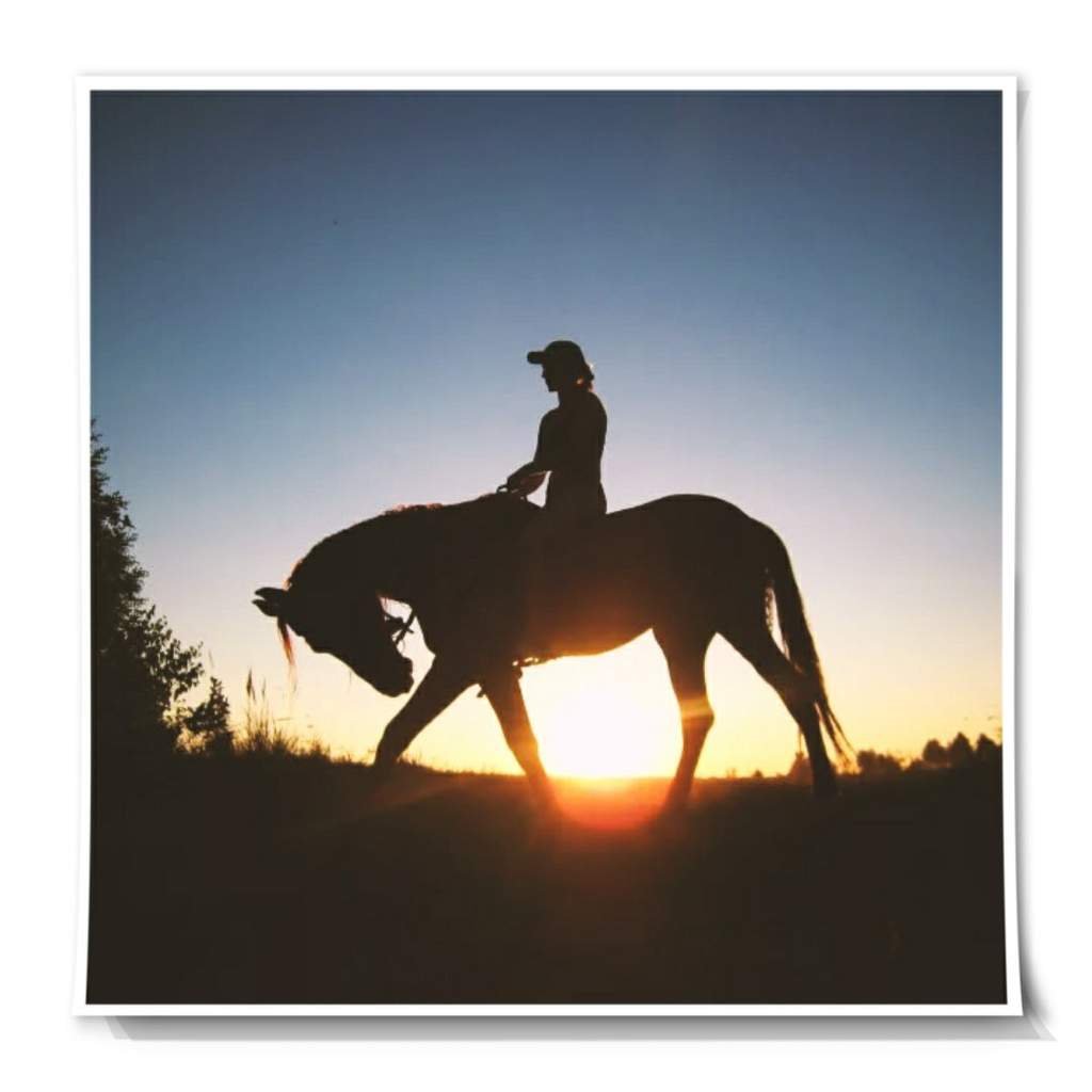 Твой ковбой. Лошадь на дыбы на закате. Йен Сомерхолдер верхом на лошади. Тонущая лошадь с всадником. Собака он и она верхом на конях.